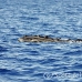 whale_humpback_h_00624_dom2681.jpg